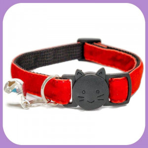 Kitten-120